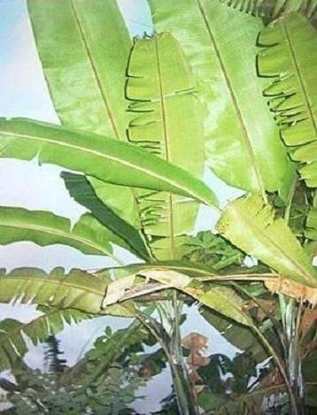 MUSA CHEESMANI Chesman's banana winter hardy rare 7 seeds
