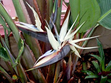 WHITE BIRD OF PARADISE STRELITZIA NICOLAI 10 seeds