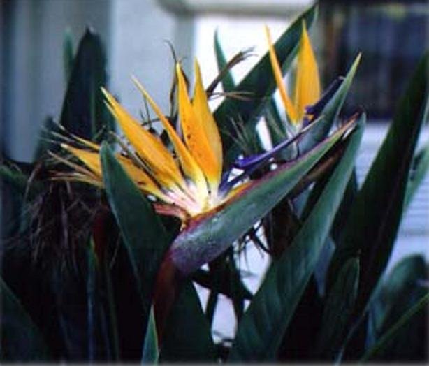 ORANGE BIRD OF PARADISE STRELITZIA REGINAE 100 seeds