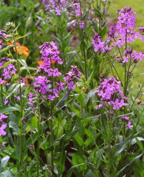 BULK DAMES ROCKET Hesperis matronalis 1000+ seeds