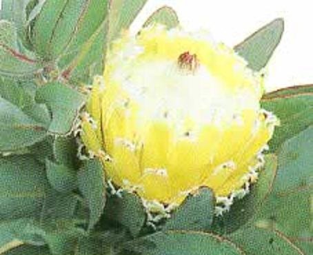 QUEEN PROTEA MAGNIFICA white yellow 5 seeds