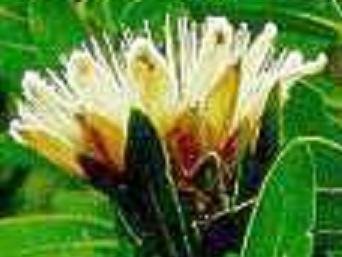PROTEA SUBVESTITA Waterlily sugarbush 5 seeds