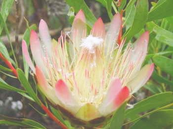 PROTEA REPENS sugarbush 5 seeds