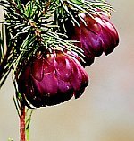 PROTEA NANA mountain rose 5 seeds