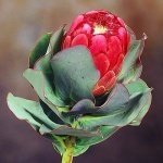 PROTEA GRANDICEPS peach protea 5 seeds
