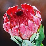 PROTEA EXIMIA frost tolerant pink 5 seeds
