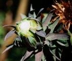 PROTEA CORONATA exotic sugar bush 5 seeds