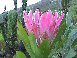 PROTEA COMPACTA Bot river protea 5 seeds