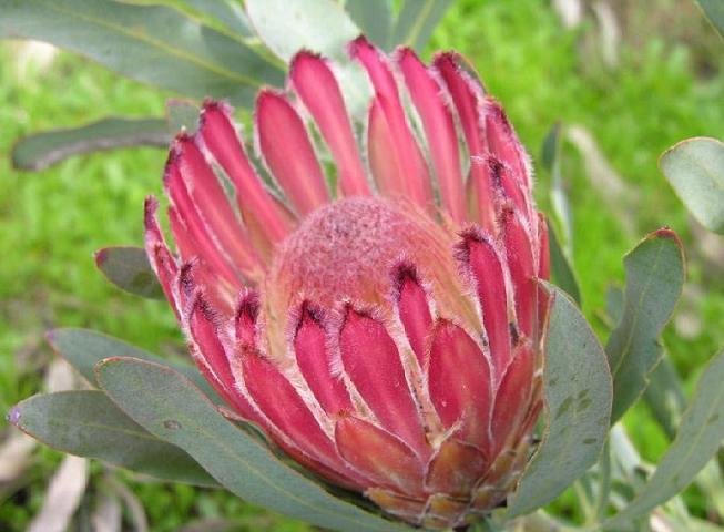 PROTEA BURCHELLII exotic shrub summer blooms 5 seeds