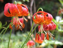 BULK PANTHER LILY LILIUM PARDALINUM 100 seeds