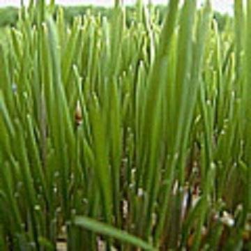 Organic WHEAT GRASS Catgrass very nutritious 1000 seeds