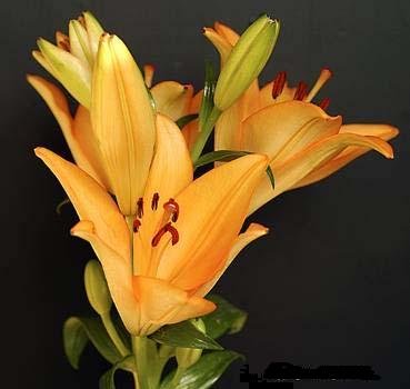 LILIUM AMABILE pretty and rare 10 seeds