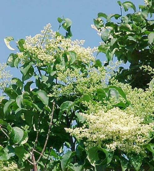 JAPANESE TREE LILAC SYRINGA RETICULATA fragant 15 seeds