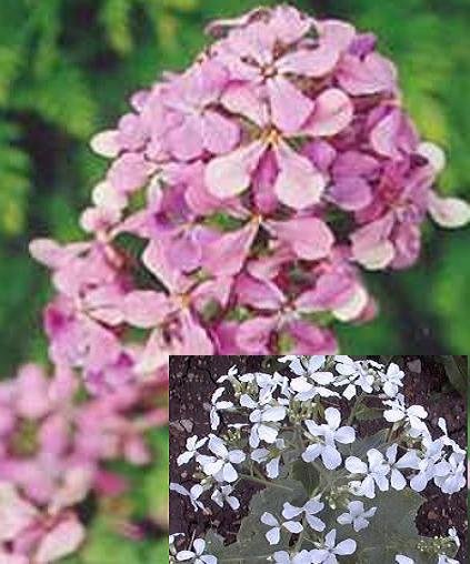 MONEY PLANT Lunaria Biennis 10 seeds