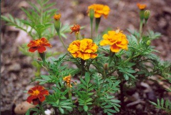 BULK - MARIGOLD tagetes sparky blooms all summer long 300+ seeds