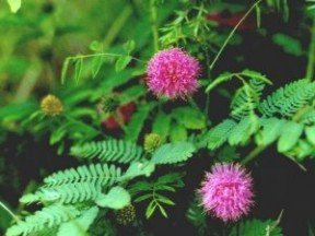 MIMOSA PUDICA, SENSITIVE PLANT 10 seeds