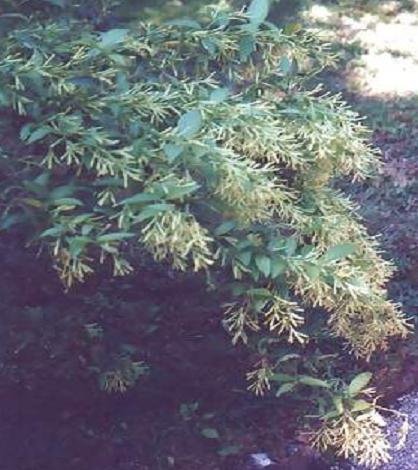 NIGHT JESSAMINE CESTRUM NOCTURNUM very fragrant 12 sds