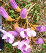 PRINCESS TREE paulownia tomentosa 50+ seeds