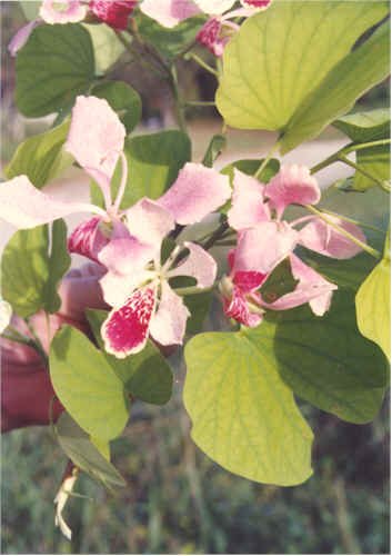 PINK ORCHID TREE Bauhinia monandra 100 seeds
