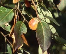 PERSIMMON TREE Diospyros virginiana 10 seeds