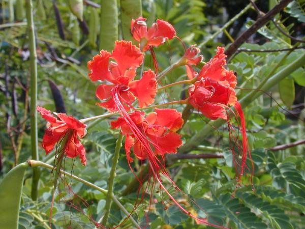 BULK RED BIRD OF PARADISE CAESALPINIA PULCHERRIMA 100 seeds
