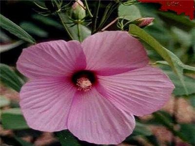 BULK - Hardy HIBISCUS LASIOCARPUS pink 200 seeds