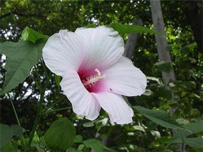 Hardy HIBISCUS MILITARIS white - pale pink 20 seeds