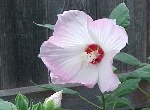 BULK - Hardy SWAMP HIBISCUS MOSCHEUTOS bicolored white - pink 200 seeds
