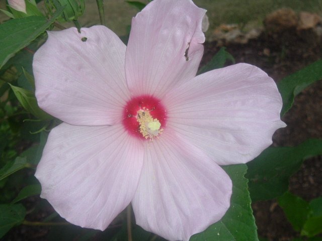 BULK - Hardy SWAMP HIBISCUS MOSCHEUTOS pale pink 200 seeds