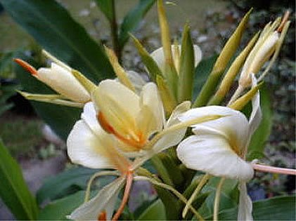 YELLOW GINGER Hedychium Flavum extremely fragrant 10 seeds