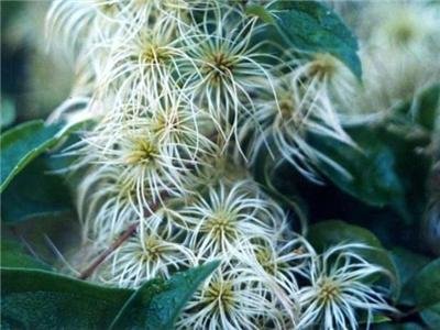 White CLEMATIS VIRGINIAN fully hardy 100 seeds