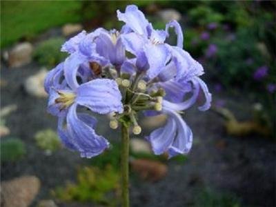 Skyblue CLEMATIS HERACLEIFOLIA non-climbing bushy 10 seeds