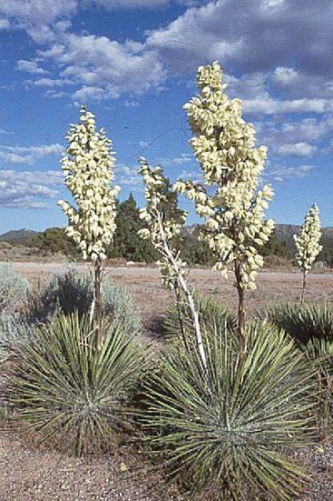 SOAPTREE YUCCA ELATA extremely frost hardy 10 seeds