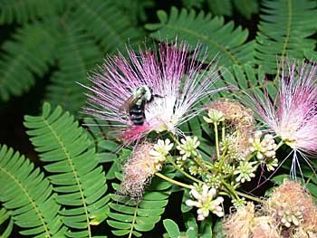 SILK TREE ALBIZIA JULIBRISSIN 10 seeds