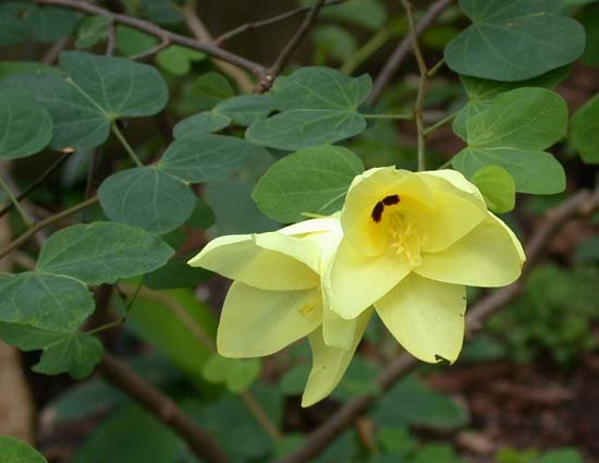 YELLOW BELL ORCHID TREE - BAUHINIA TOMENTOSA 10 seeds