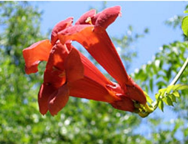 TRUMPET CREEPER orange CAMPSIS RADICANS 10 seeds