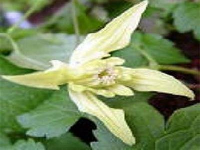 Pale yellow CLEMATIS CHIISANENSIS KOREAN BEAUTY 100 seeds