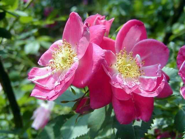 RED LEAF ROSE rosa rubrifolia glauca shrub rose 10 seeds