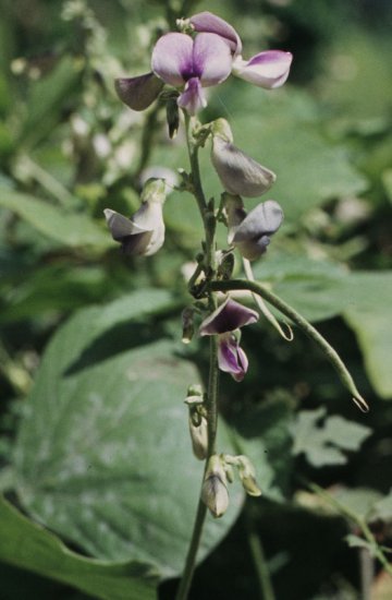 TROPICAL KUDZU VINE PUERARIA PHASEOLOIDES 17 seeds