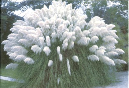 PAMPAS GRASS WHITE Cortaderia selloana 50 seeds