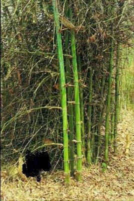 BAMBOO DENDROCALAMUS MEMBRANACEUS 10 seeds