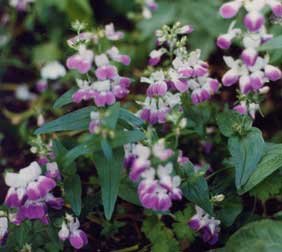CHINESE PAGODAS Collinsia heavily bloomer 100+ seeds