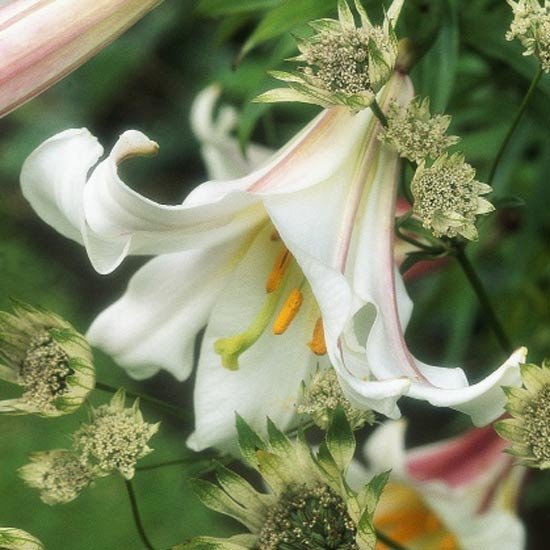 BULK ROYAL LILY LILIUM REGALE easy to grow fragrant 100 seeds
