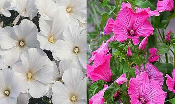 BULK ROSE MALLOW LAVATERA TRIMESTRIS pink & white 200 seeds