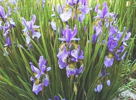 BULK SIBERIAN IRIS, IRIS SIBERICA 100 seeds