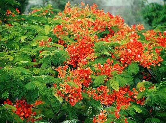 Delonix regia ROYAL POINCIANA FLAMBOYANT TREE extremly colorful 10 seeds