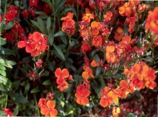 RED ENGLISH WALL FLOWER very fragant 100+ seeds