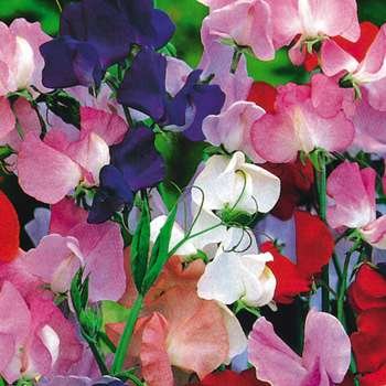 SWEET PEA Lathyrus odoratus royal family mix 20 seeds