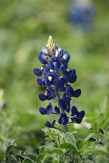 TEXAS BLUEBONNET Lupinus Texensis 30 seeds