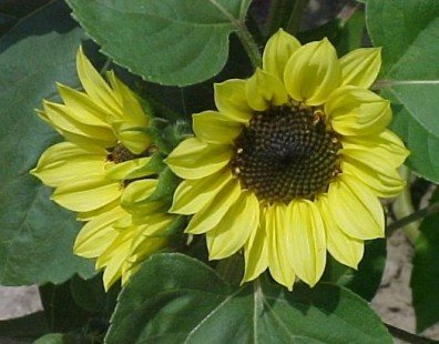 SUNFLOWER VALENTINE multi branched pale yellow 30 seeds